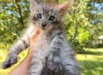 Silver polydactyl male - Maine Coon Kitten For Sale - Grant Valkaria&comma; FL&comma; US