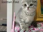 Racoons litter C1 - Scottish Fold Kitten For Sale - 