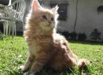Nir - Maine Coon Kitten For Sale - 