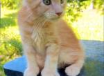 Red Polydactyl boy - Maine Coon Kitten For Sale - Grant Valkaria&comma; FL&comma; US