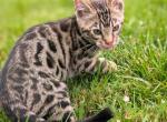 Raiden - Bengal Kitten For Sale - Charlestown&comma; IN&comma; US