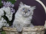 EVANGELINA IZ TVERSKOGO KNYAZHESTVA - Siberian Kitten For Sale - 