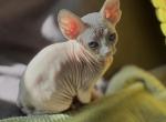 Diana - Sphynx Kitten For Sale - Brooklyn&comma; NY&comma; US