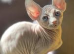 Diana - Sphynx Kitten For Sale - Brooklyn&comma; NY&comma; US