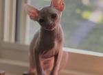 Angelina - Sphynx Kitten For Sale - Brooklyn&comma; NY&comma; US