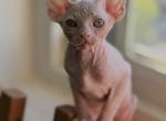 Angelina - Sphynx Kitten For Sale - Brooklyn&comma; NY&comma; US