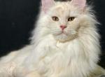 Amaretto Red Silver Shaded male - Maine Coon Cat For Sale - CA&comma; US