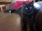 Percival - Domestic Kitten For Adoption - Stockton&comma; CA&comma; US