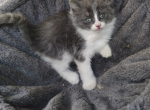 Lola - Domestic Kitten For Sale - 