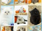 CFA Health Tested - Himalayan Kitten For Sale - FL&comma; US