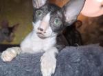 Charlie - Cornish Rex Kitten For Sale - Glendale&comma; AZ&comma; US