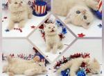 CFA Health Tested ESH - Exotic Kitten For Sale - FL&comma; US