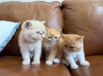 Exotic shorthair persian - Exotic Kitten For Sale - Carlsbad&comma; CA&comma; US