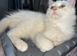 Najm STUD SERVICE coming August - Ragdoll Kitten For Sale - Phila&comma; PA&comma; US