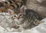 Nala's babies - Bengal Kitten For Sale - 