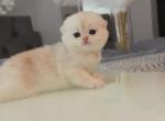 Scottish female and male - Scottish Fold Kitten For Sale - 