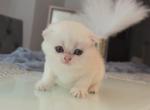 Scottish female and male - Scottish Fold Kitten For Sale - New York&comma; NY&comma; US