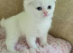 Dior - Scottish Fold Kitten For Sale - Manhattan&comma; NY&comma; US