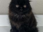 Sonny - Persian Kitten For Sale - Willis&comma; TX&comma; US