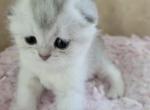 Gucci - Scottish Fold Kitten For Sale - Manhattan&comma; NY&comma; US
