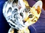 Barrettsbengals Rowan - Bengal Cat For Sale - Buellton&comma; CA&comma; US