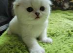 Lola - Scottish Fold Kitten For Sale - Manhattan&comma; NY&comma; US