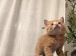 orange kitty - Bengal Kitten For Sale - 
