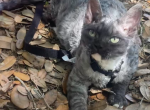 Devon Rex Black Smoke w White - Devon Rex Kitten For Sale - 
