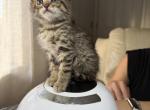 brown kitten - Bengal Kitten For Sale - Auburn&comma; WA&comma; US