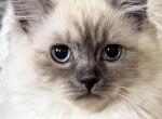 TICA Blue Mitted Girl - Ragdoll Kitten For Sale - Lock Haven&comma; PA&comma; US