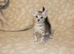 The Meowdalorians - Egyptian Mau Kitten For Sale - Gainesville&comma; FL&comma; US