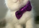 Ragdoll last 1 - Ragdoll Kitten For Sale - Barberton&comma; OH&comma; US
