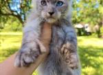 Polydactyl Main Coon  with odd eyes and folded ear - Maine Coon Kitten For Sale - Grant Valkaria&comma; FL&comma; US