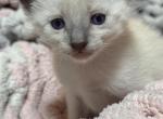 Zaras kittens - Siamese Kitten For Sale - Waltham&comma; MA&comma; US
