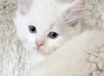 TICA solid white male - Ragdoll Kitten For Sale - Lock Haven&comma; PA&comma; US