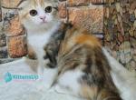 Rymba - Scottish Fold Kitten For Sale - Miami&comma; FL&comma; US