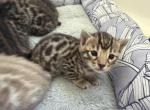 3 boys 1 girl Bengal kittens - Bengal Kitten For Sale - Raeford&comma; NC&comma; US