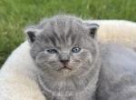 British shorthair kittens - British Shorthair Kitten For Sale - Cumming&comma; GA&comma; US