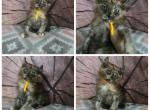 Female tortie - Maine Coon Kitten For Sale - Frenchtown&comma; MI&comma; US
