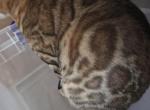Nala Babies - Bengal Kitten For Sale - Mendota Heights&comma; MN&comma; US