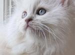 TICA Blue Mitted Ragdoll with Blaze - Ragdoll Kitten For Sale - Lock Haven&comma; PA&comma; US