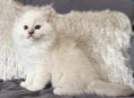 TICA Lilac Mitted Ragdoll with Blaze - Ragdoll Kitten For Sale - Lock Haven&comma; PA&comma; US