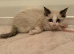 Light tan and white - American Shorthair Kitten For Sale - Anaheim&comma; CA&comma; US
