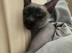 Gerry - Sphynx Kitten For Sale - Rome&comma; GA&comma; US
