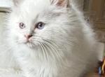 TICA Blue Mitted Male - Ragdoll Kitten For Sale - 