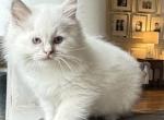 TICA Lilac Mitted Male - Ragdoll Kitten For Sale - Lock Haven&comma; PA&comma; US