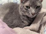 Ashy - Domestic Cat For Adoption - Garland&comma; TX&comma; US