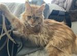SABINE RED MAINE COON ADULT - Maine Coon Cat For Sale/Retired Breeding - 