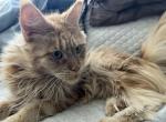 SABINE RED MAINE COON ADULT - Maine Coon Cat For Sale/Retired Breeding - Warren&comma; OH&comma; US