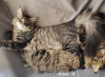 Clara Chia and Piques Kittens - Maine Coon Kitten For Sale - Wrentham&comma; MA&comma; US